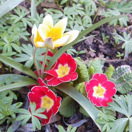 primula 1 - primula
