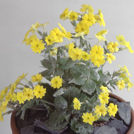 primula 4 - primula