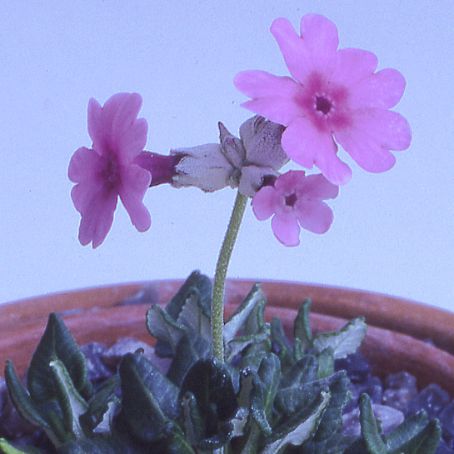 primula 3 - primula
