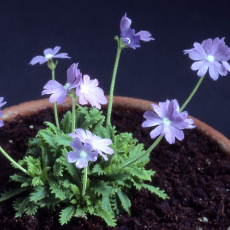 primula 2 - primula
