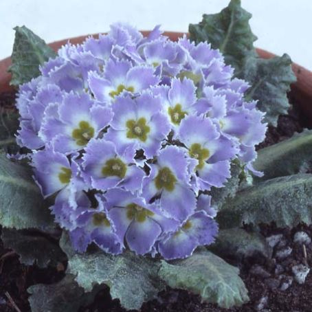 primula 5 - primula