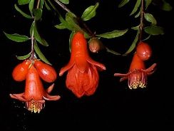 punica-rodie