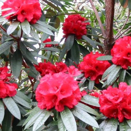 rhododendron obtusum 2 - rododendron