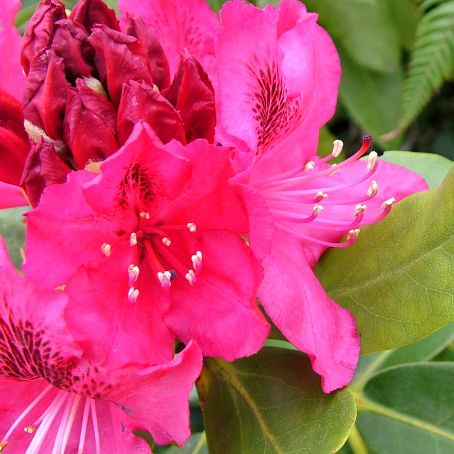 rhododendron obtusum 4 - rododendron