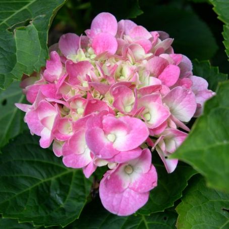 rhododendron obtusum 5 - rododendron