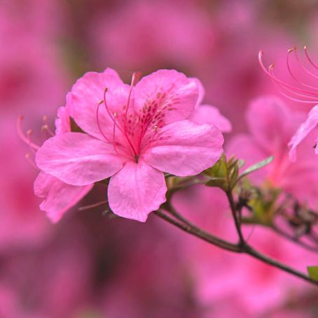 rhododendron obtusum 6 - rododendron