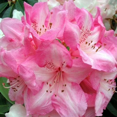 rhododendron obtusum 1 - rododendron