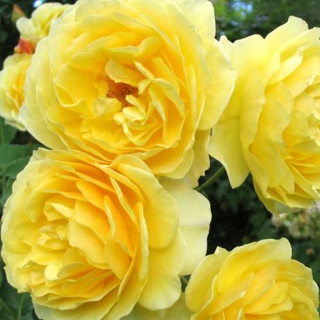 rosa 4 - trandafirul