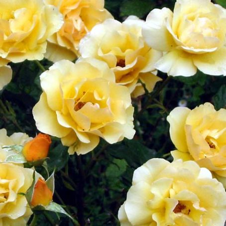 rosa 5 - trandafirul