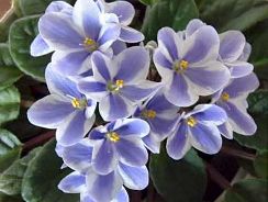 saintpaulia-violete-de-africa