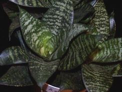 ../plante-si-flori/photos/apartament/sansevieria-7175032.jpg