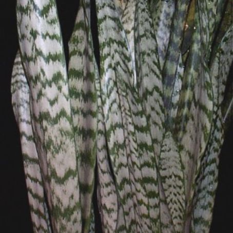 sansevieria 4 - limba soacrei