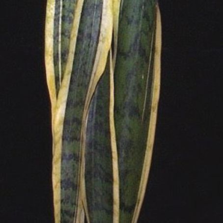sansevieria 3 - limba soacrei