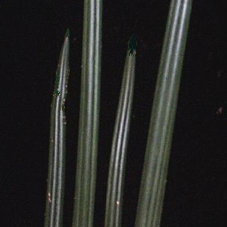 sansevieria 2 - limba soacrei