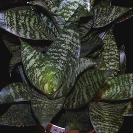 sansevieria 1 - limba soacrei