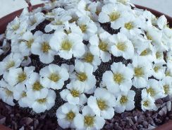 saxifraga-saxifraga