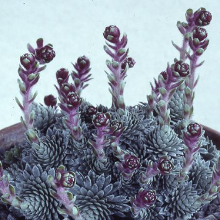 saxifraga 2 - saxifraga