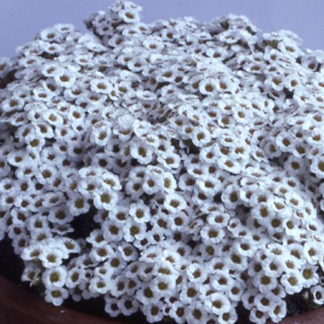 saxifraga 3 - saxifraga