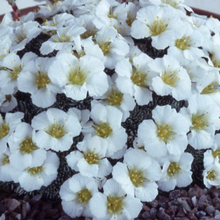saxifraga 1 - saxifraga