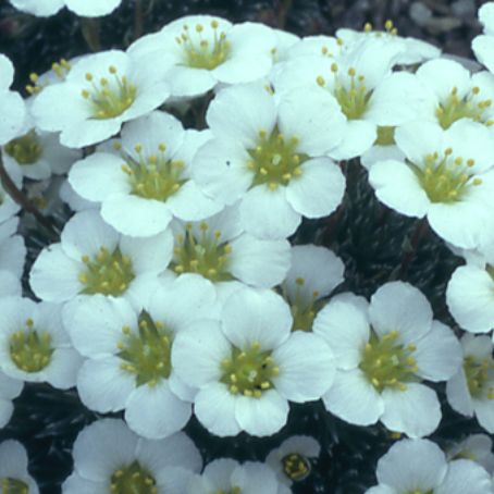 saxifraga 4 - saxifraga
