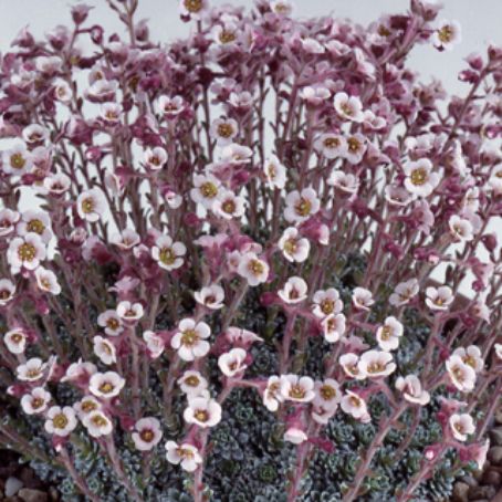 saxifraga 5 - saxifraga