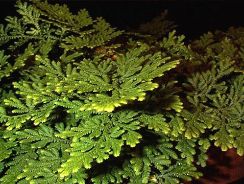selaginella-muschi