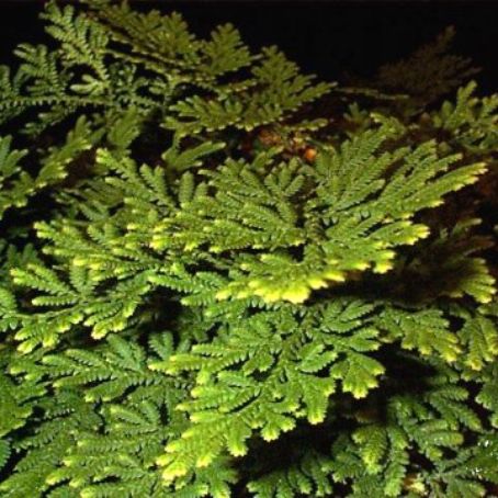 selaginella 3 - muschi