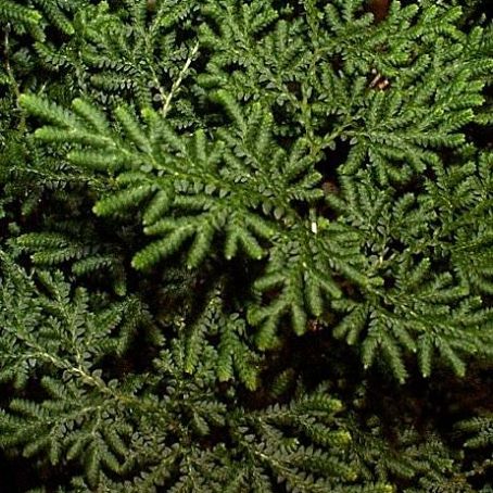 selaginella 2 - muschi