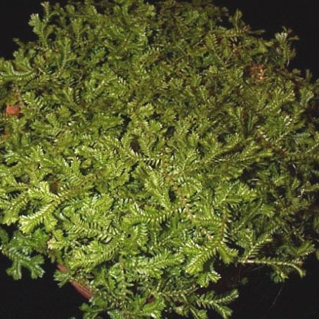 selaginella 1 - muschi
