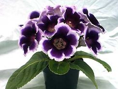 sinningia-gloxinia