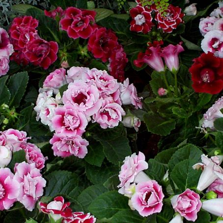 sinningia 3 - gloxinia