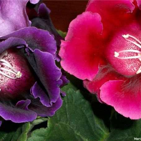 sinningia 2 - gloxinia
