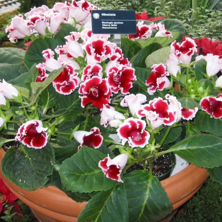 sinningia 4 - gloxinia