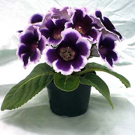 sinningia 1 - gloxinia