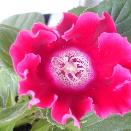 sinningia 5 - gloxinia