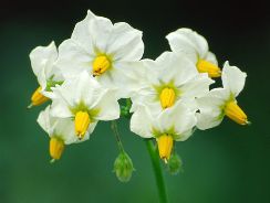 solanum-solanum