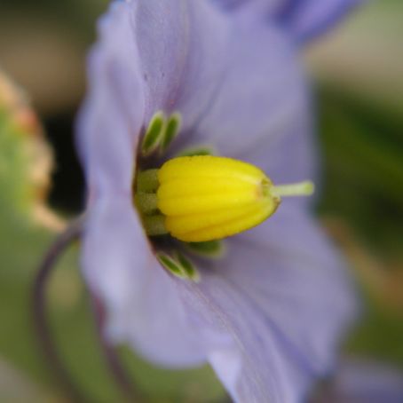 solanum 2 - solanum