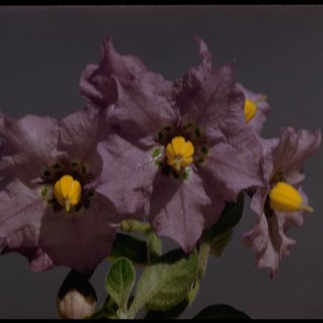 solanum 3 - solanum