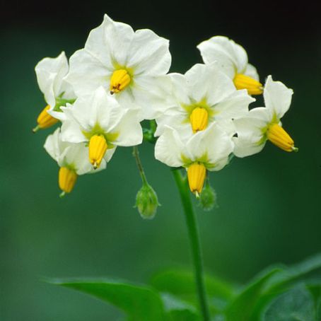 solanum 1 - solanum