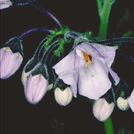 solanum 4 - solanum