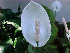 spathiphyllum-spatifilum