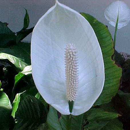 spathiphyllum 1 - spatifilum