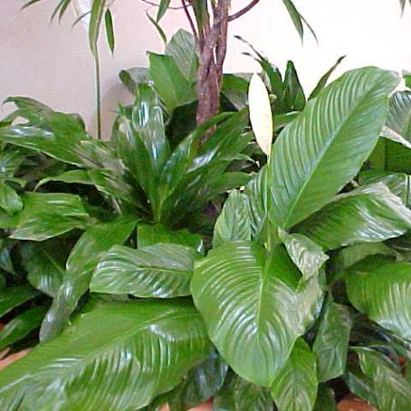 spathiphyllum 2 - spatifilum