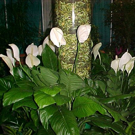 spathiphyllum 3 - spatifilum