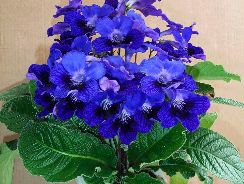 streptocarpus-streptocarpus