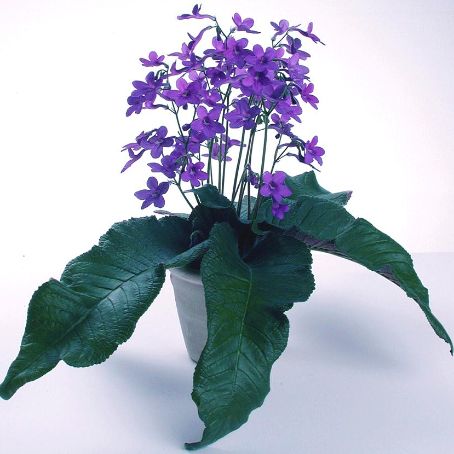 streptocarpus 4 - streptocarpus