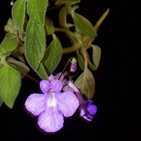 streptocarpus 1 - streptocarpus