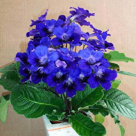 streptocarpus 3 - streptocarpus