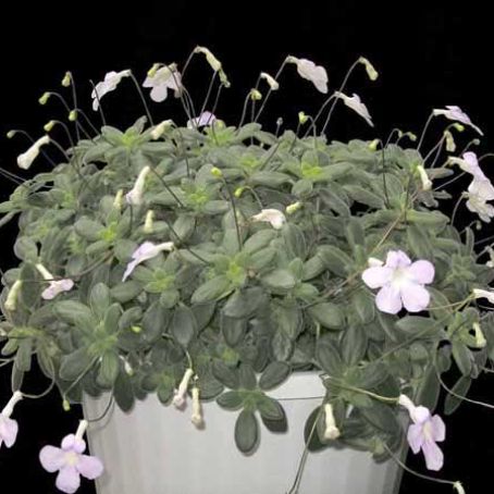 streptocarpus 5 - streptocarpus