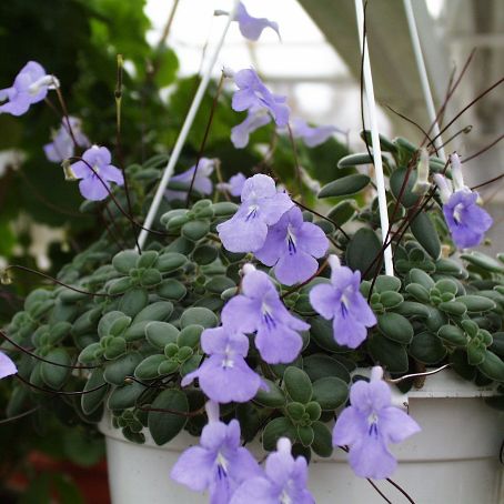 streptocarpus 2 - streptocarpus